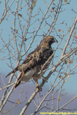 red-tailed hawk